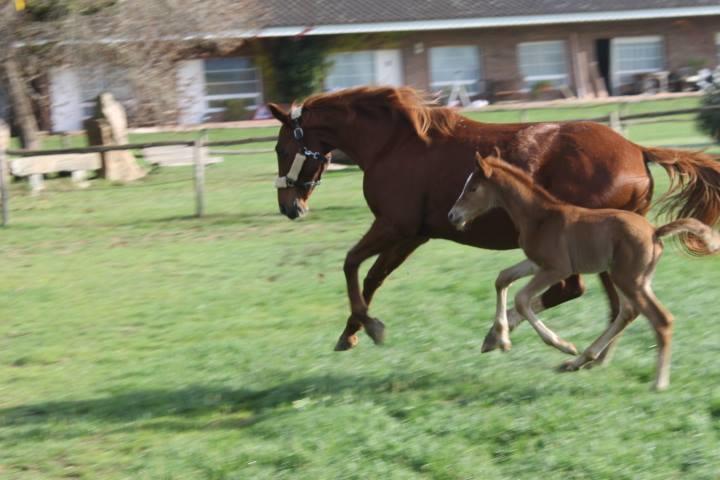 Residential Horse Club Costa Brava Hostel ซานตากริสตีนาเดโฮ ห้อง รูปภาพ