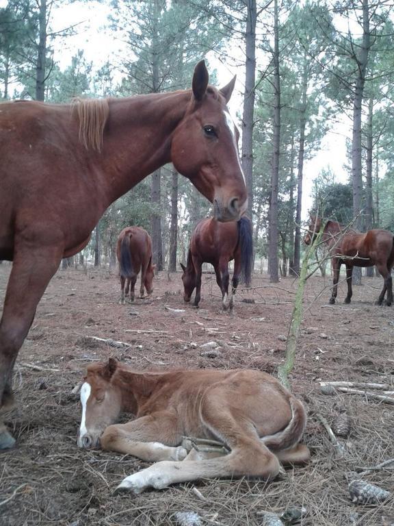 Residential Horse Club Costa Brava Hostel ซานตากริสตีนาเดโฮ ภายนอก รูปภาพ